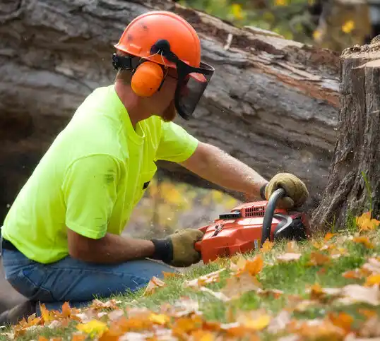 tree services Springdale